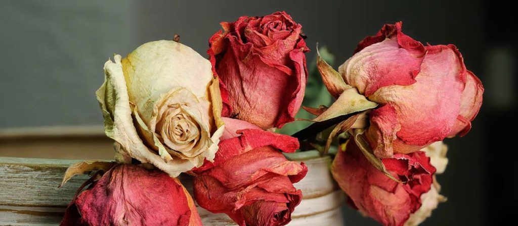 スワッグに適したお花・植物 バラ