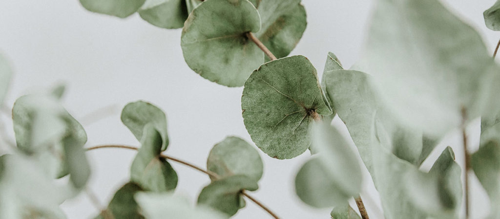 スワッグに適したお花・植物 ユーカリ