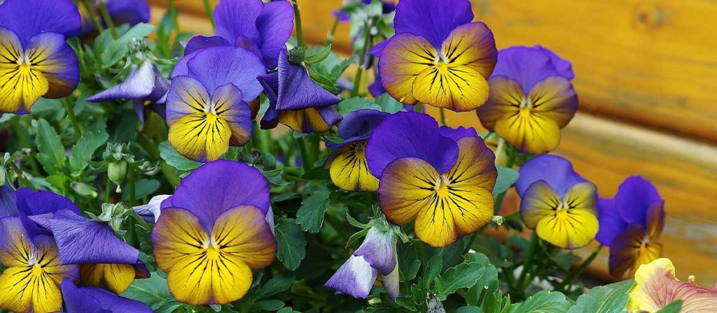 話題の エディブルフラワー ってなに?