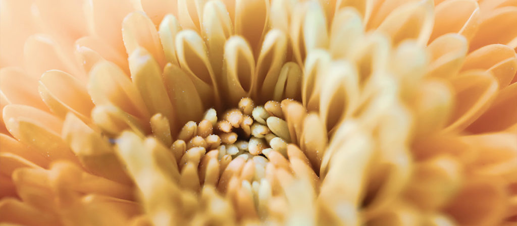 話題の エディブルフラワー ってなに?