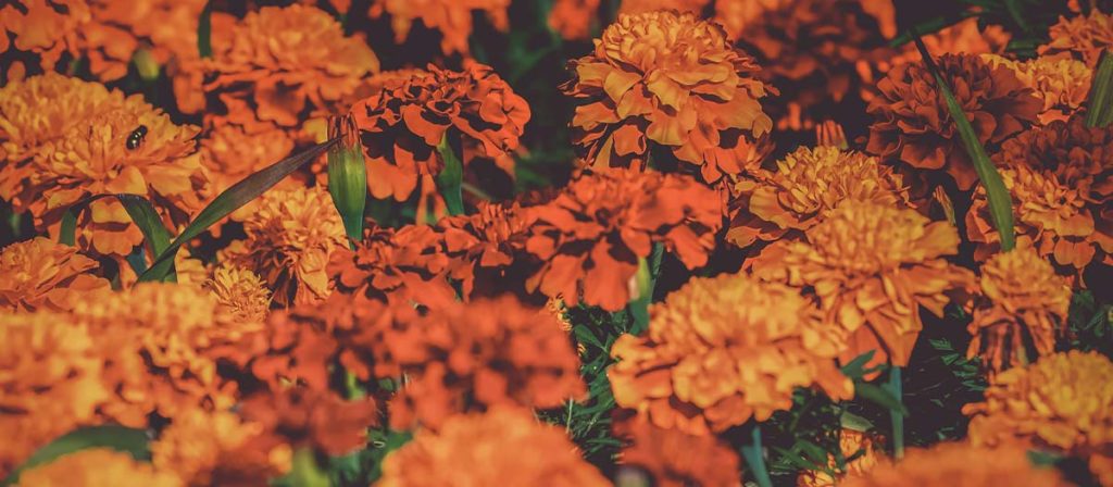 話題の エディブルフラワー ってなに?