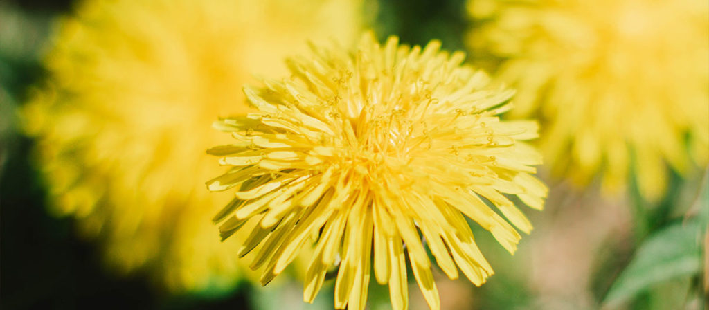 話題の エディブルフラワー ってなに?