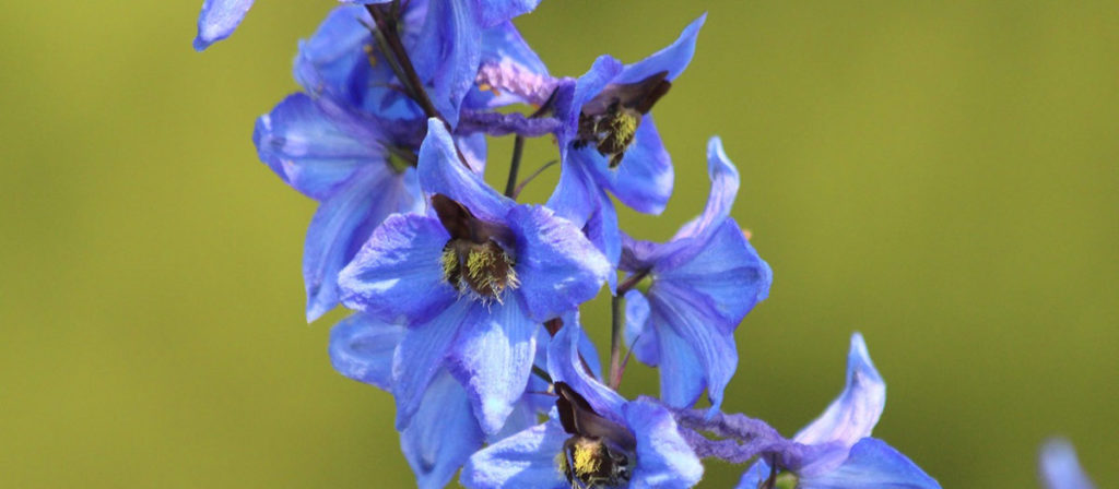 "父の日"に贈る花はなにがいい？ 意外と知られていない父の日の花