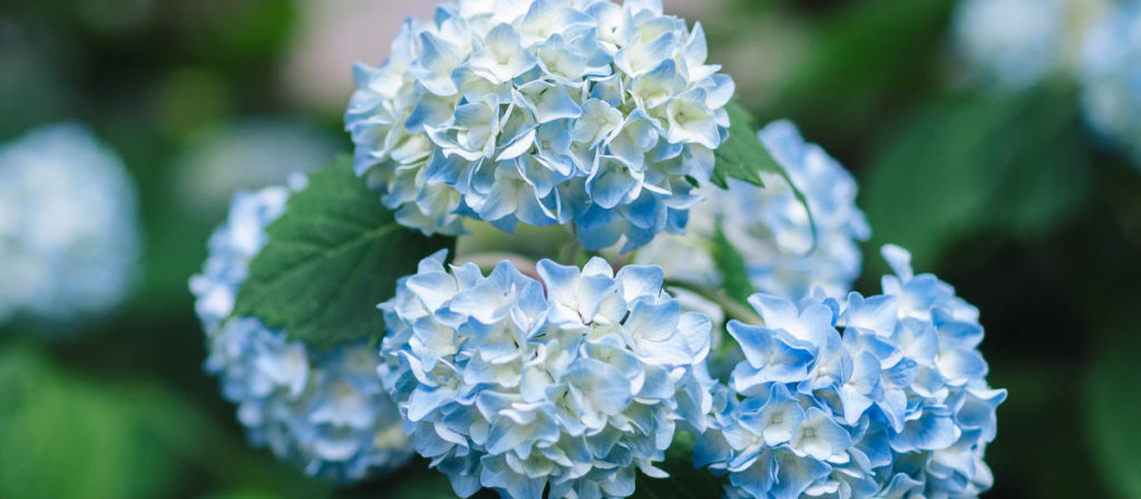 "父の日"に贈る花はなにがいい？ 意外と知られていない父の日の花