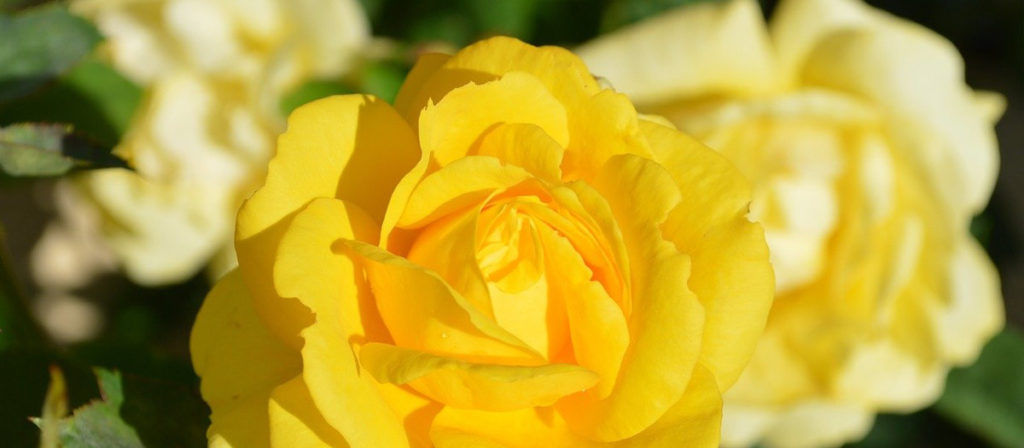 "父の日"に贈る花はなにがいい？ 意外と知られていない父の日の花