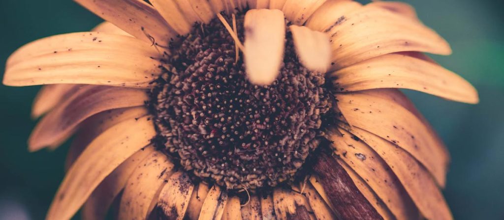 街の"お花屋さん"　良い店と悪い店の見分け方