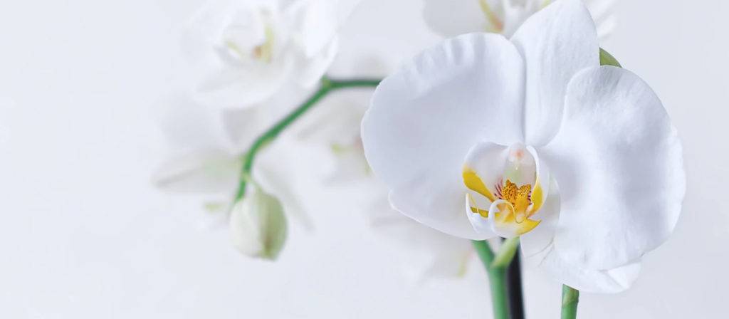 フラワーギフトの大定番 胡蝶蘭 の花言葉はなに の花 花の情報サイト 花にある可能性を追求していきます の花に入る可能性は無限