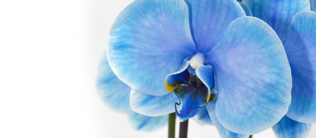 フラワーギフトの大定番 "胡蝶蘭"の花言葉はなに？