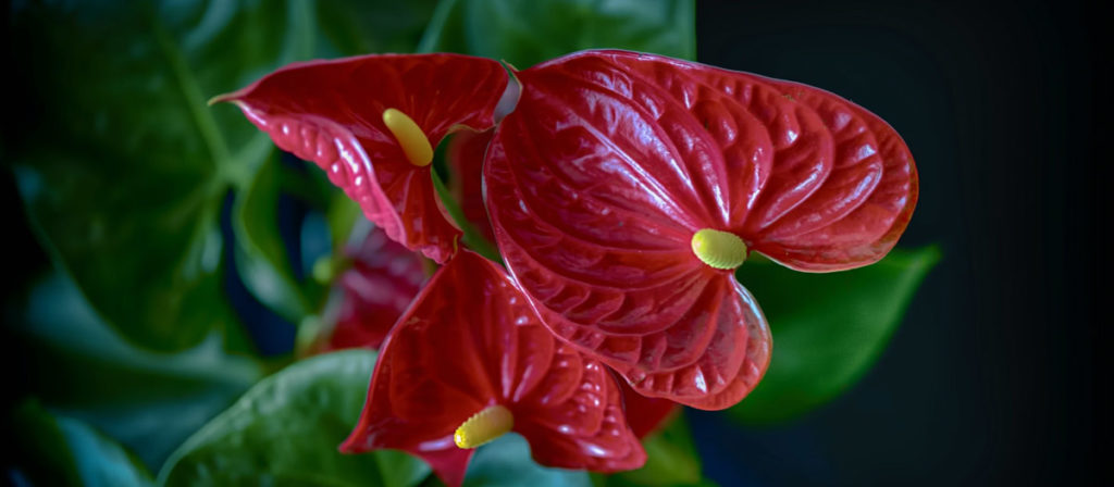 "夏の花"を飾ろう！ お花屋さんで夏に出回るお花