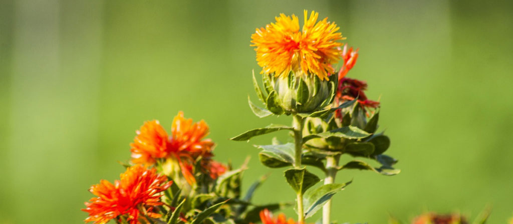 "夏の花"を飾ろう！ お花屋さんで夏に出回るお花