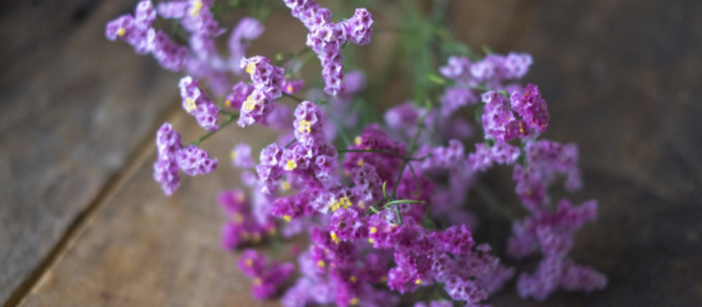 "夏の花"を飾ろう！ お花屋さんで夏に出回るお花