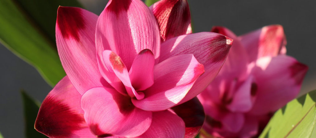 "夏の花"を飾ろう！ お花屋さんで夏に出回るお花