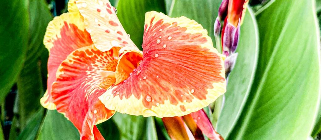 夏に咲く大きなオレンジ色の花、カンナ