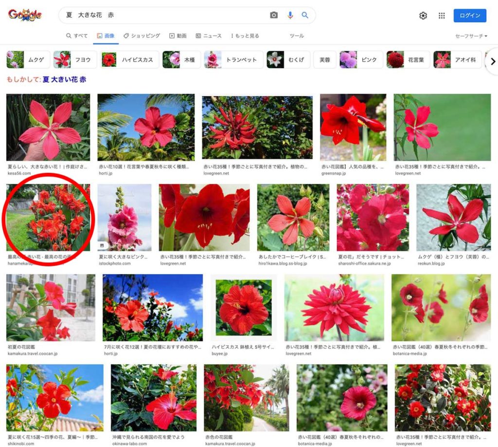 夏　大きな花　赤 ちらっと見えてきたカンナ