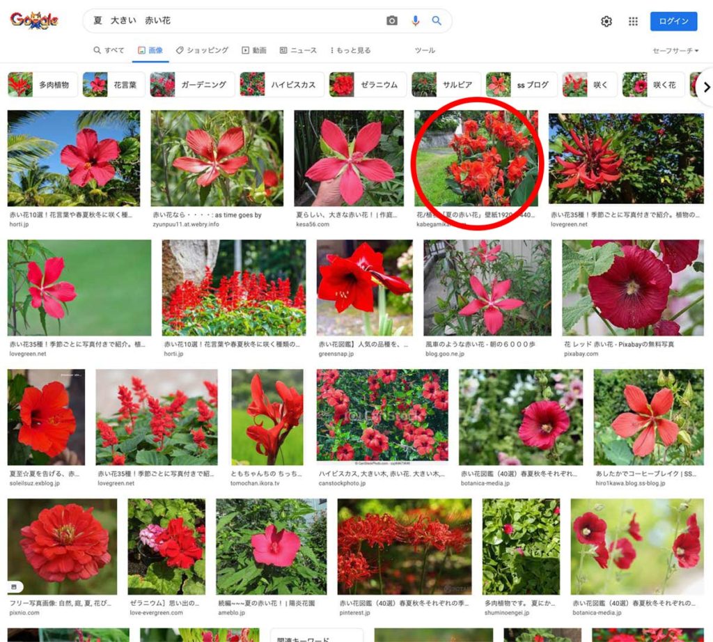 夏　大きい　赤い花で大分近づいたカンナ