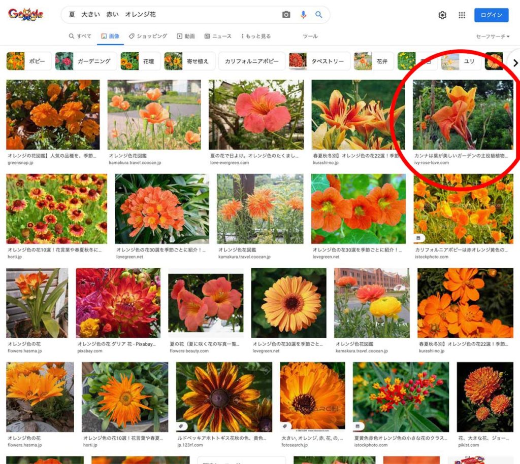 夏　大きい　赤い　オレンジ花で到達したカンナ